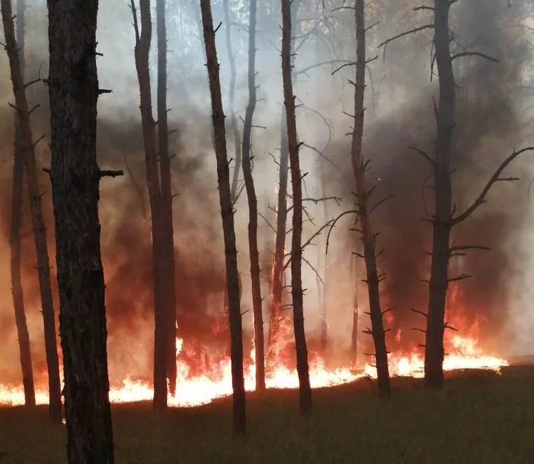 Рятувальники повідомили про загорання лісу в Дніпропетровській області