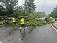 Львів накрила потужна гроза, повалено близько 100 дерев