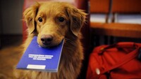 В Україні запустять Єдиний держреєстр домашніх тварин – деталі