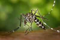 У Києві зафіксували смерті від лихоманки Західного Нілу
