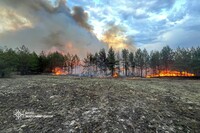 Лісові пожежі у чотирьох областях України: у ДСНС розповіли про ситуацію