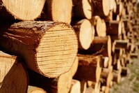 Український ліс масово вивозять за кордон, незважаючи на мораторій – Климпуш-Цинцадзе